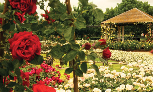 national-rose-gardens