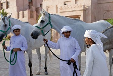اسب های عربی و شتر سواری