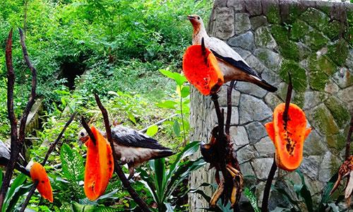 باغ پرندگان مالزی